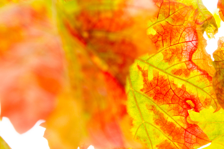 Yellow leavesの写真素材