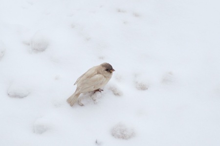 white sparrow with a gray cap on a snowdriftの写真素材