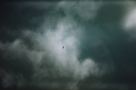 A pair of mountain eagles soars high in the cloudy summer sky. Sulak Canyon, Dagestanの写真素材