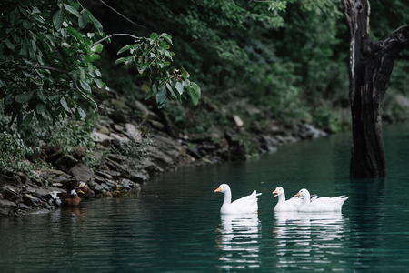 Geese swim in the clear blue water of the Sulak River near the rocky shore. Sulak Canyon, Dagestanの写真素材