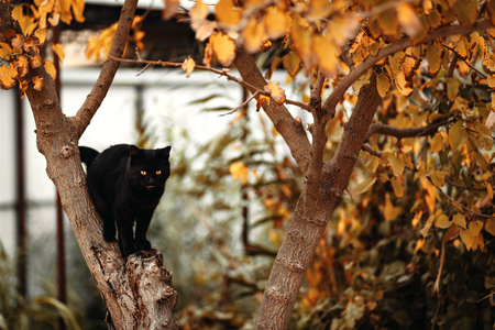 black cat on a tree with yellow leavesの写真素材