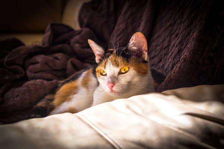 Cats love to rest in the warm beam of sunlight. This calico has found the perfect spot for his afternoon nap.の写真素材