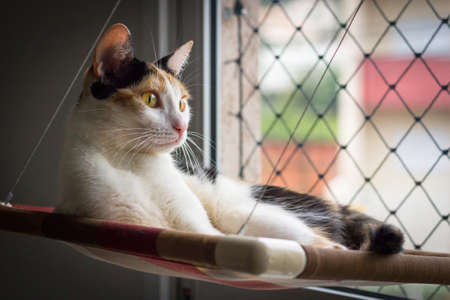 A female cat lying under the sunlight. This calico has found the perfect spot for his afternoon nap.の写真素材