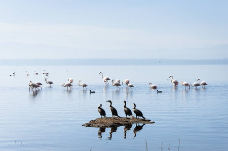 Lake Nakuruの写真素材