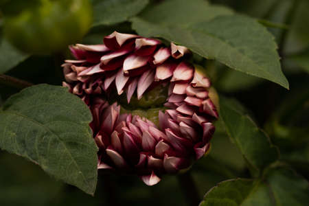 Blooming Zinnia flowers.の写真素材