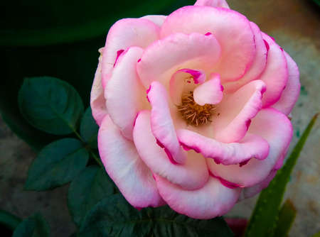 a beautiful pink rose flower in the gardenの写真素材