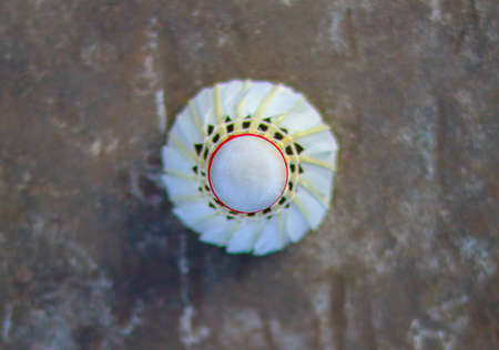 A vibrant shuttlecock feather on the ground