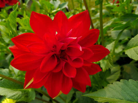 Beautiful bright blooming red dahlia flower.の写真素材
