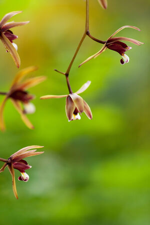 Closeup of Flower Bud の写真素材