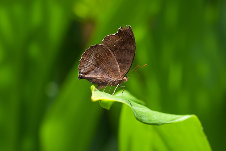 Malayan Bush Brown  butterfly  on green leaf