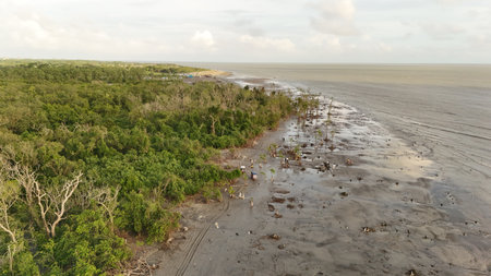 Aerial view of mangrove forest at low tide on the beach