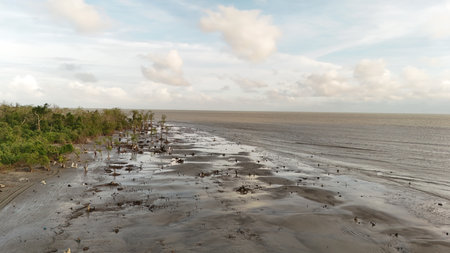 Mangrove trees at low tide in bangladesh.
clouds and blue sky.
