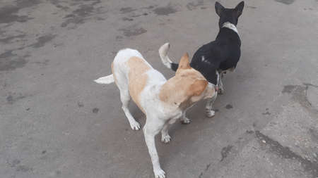 Two dog standing on road