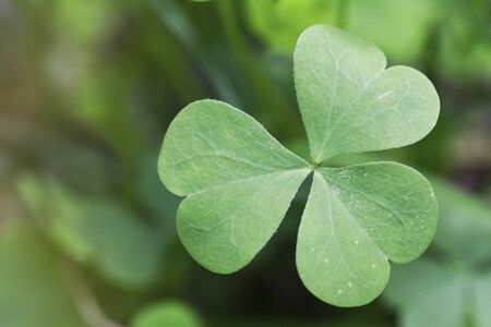 Shamrock detail with blurred green backgroundの写真素材