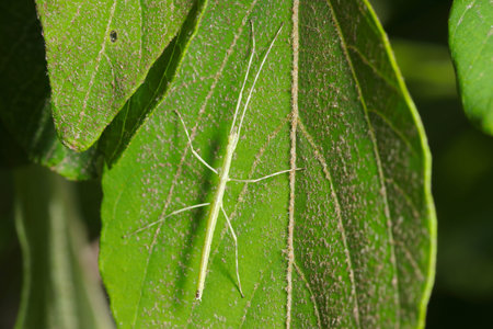 Green stick insect (Nanafushimodoki, Ramulus mikado) larvae on a large green leaf in the Japanese...