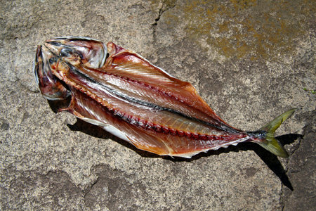 Dried chub mackerel, well-dried and reddish-black in the strong sunlight with a rocky background.