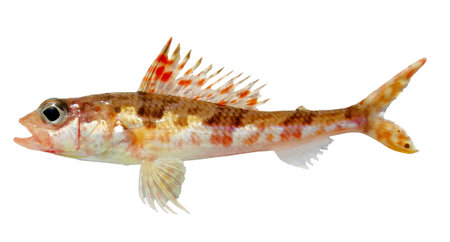 Cutout image of a small fish called himeji (Japanese aulopus)  with large eyes, against a white...
