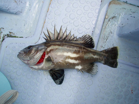 Japanese striped jewfish (Fat bass, Giant sea bass, Ishinagi, Stereolepis) on the boat deck.