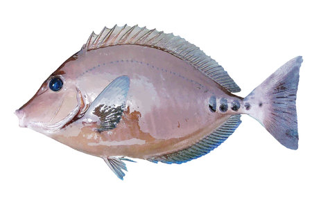Powerful saltwater game fish, Scalpel sawtail, real image white background (Retouched and color...