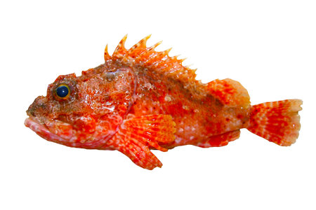 Deep sea rock fish with poisonous thorns, Weedy stingfish (Onikasago) fish body cut out photograph.
