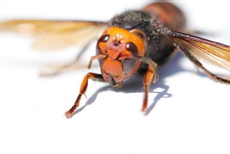 Front face of the Japanese dangerous Northern giant hornet (Macro photograph on a sunny outdoor, white wooden table top)の写真素材