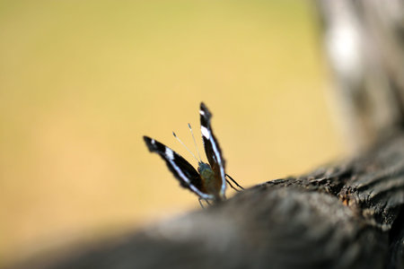 Back view of the Blue Admiral (Ruritateha) butterfly opening and closing its wings pleasantly in the...