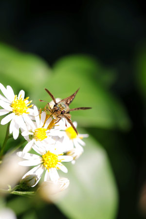 Dark Small-branded Swift butterfly, sucking nectar from the white Aster flowerhead. Close up macro...