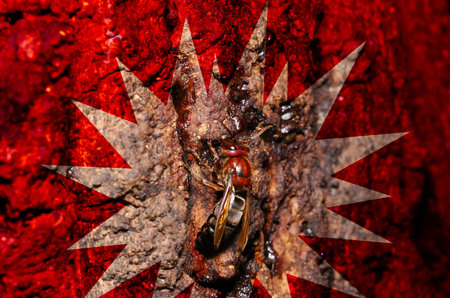 Retouched photo of a dangerous hornet sucking sap from a sawtooth oak tree, with the surrounding area colored red with a bomb pattern.の写真素材
