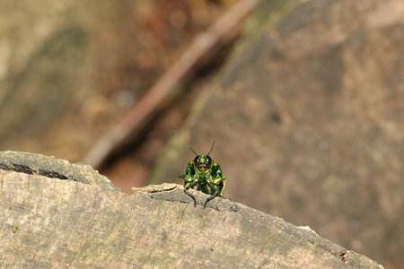 Japanese Metallic shiny Tamamushi (Chrysochroa fulgidissima) beetle peeking its head out from behind a stump to observe us. (Insect entomology nature field macro photograph)の写真素材
