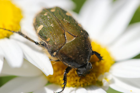 Citrus flower chafer beetle sucking nectar from a white Shasta daisy flower (Close up macro...