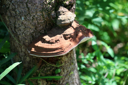 Thick and large brown Polypore(Polyporaceae, Sarunokoshikake) exposed to sunlight in the Japanese...