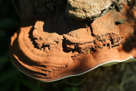 Japanese thick and large brown Polypore(Polyporaceae, Sarunokoshikake) exposed to sunlight in the...