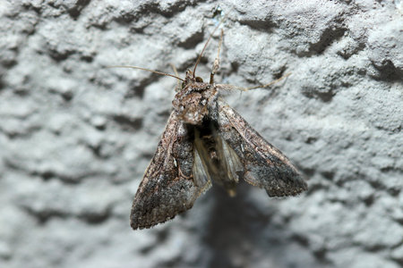 Adult Ctenoplusia albostriata golden looper (Ezogikukinuwaba) moth endures the cold of Japanese winter (Insect entomology closeup macro photograph)の写真素材