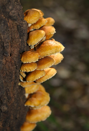 Yellow-brown Numerisugitakemodoki (Pholiota cerifera) mushrooms growing densely on the surface of dead trees,の写真素材