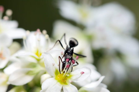 Japanese worker ant (Tsuyakuroyamaari, Formica candida) of the black garden ant species collect nectar from white buckwheat flowers Insect entomology field macro photograph)の写真素材