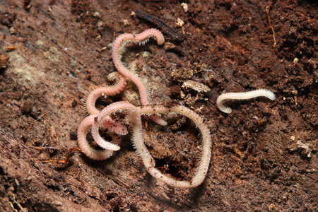 Pale pink invertebrate, the Ymphyopleurium okazakii (Tamamohiratayasude) millipede, swarms on the...