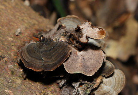 Dark matte colored Midareamitake (mossy maze polypore) mushroom growing in a wooded area in early...