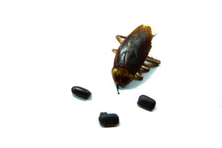 Cockroaches and their eggs.