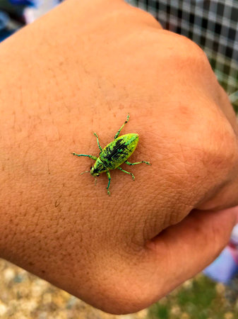 Small green insect on the stone.の写真素材