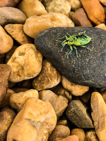Small green insect on the stone.の写真素材