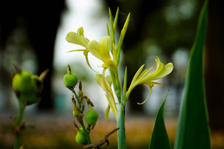 Yellow flowers sprout out.の写真素材