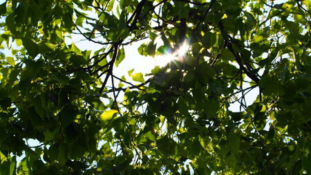 Sunlight trickling through the leavesの写真素材
