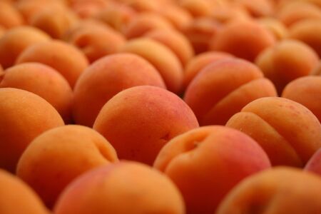 Lots of fresh and ripe apricotsの写真素材
