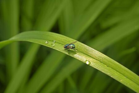 Fly on the green plant