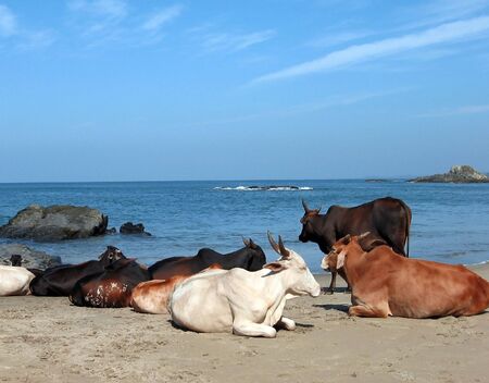 Cows at the beach in Goaの写真素材