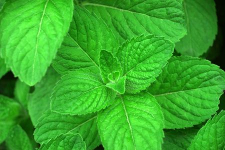 Fresh mint grow in the garden