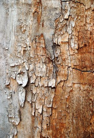 Grunge texture of cracked woodの写真素材