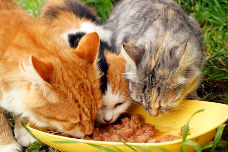 Three cats having a breakfastの写真素材