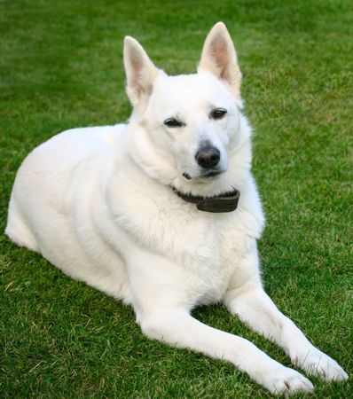 White dog on the grass