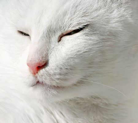 Close up of sleepeng beauty white catの写真素材